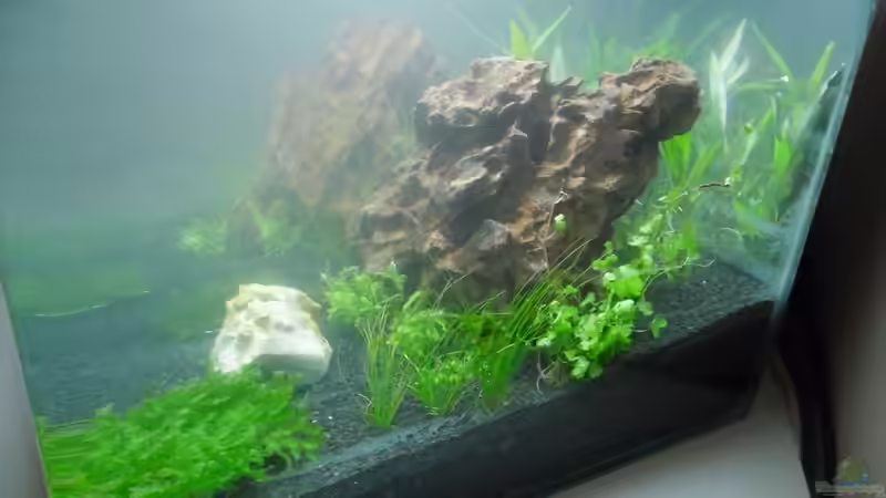 Aquarium Das Kleine (Nur noch als Beispiel) von Ruppinho (16)