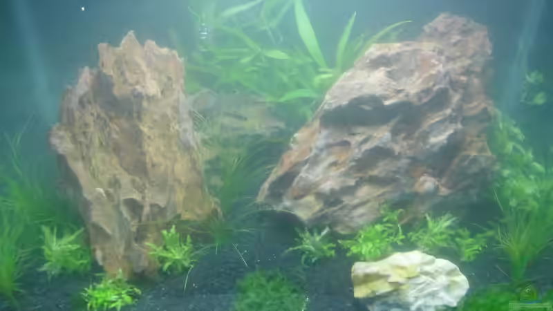 Aquarium Das Kleine (Nur noch als Beispiel) von Ruppinho (17)