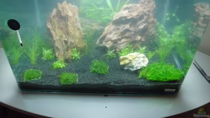 Aquarium Das Kleine (Nur noch als Beispiel) von Ruppinho (19)