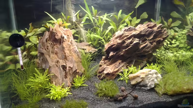 Aquarium Das Kleine (Nur noch als Beispiel) von Ruppinho (23)