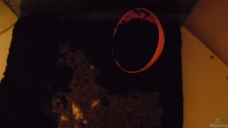 Aquarium Das Kleine (Nur noch als Beispiel) von Ruppinho (8)