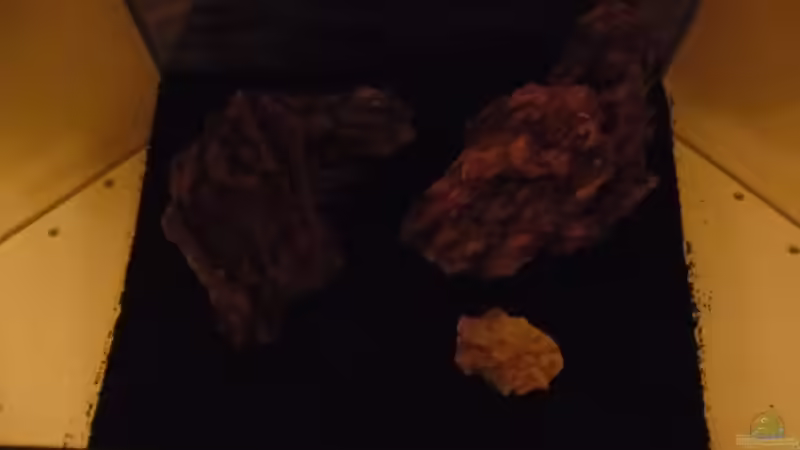 Aquarium Das Kleine (Nur noch als Beispiel) von Ruppinho (9)