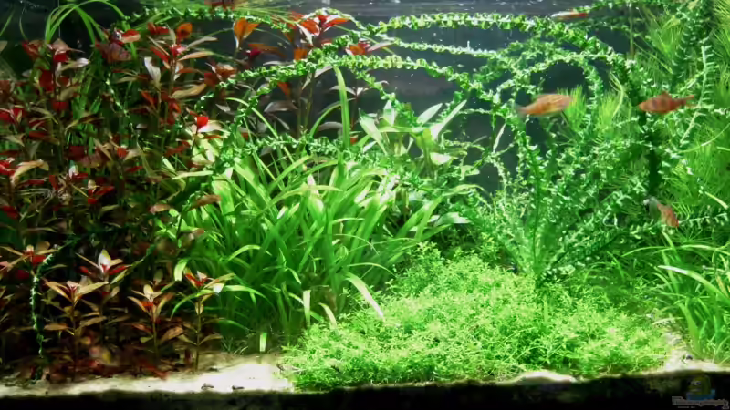 Aquarium Das Kleinere von Plankton (3)