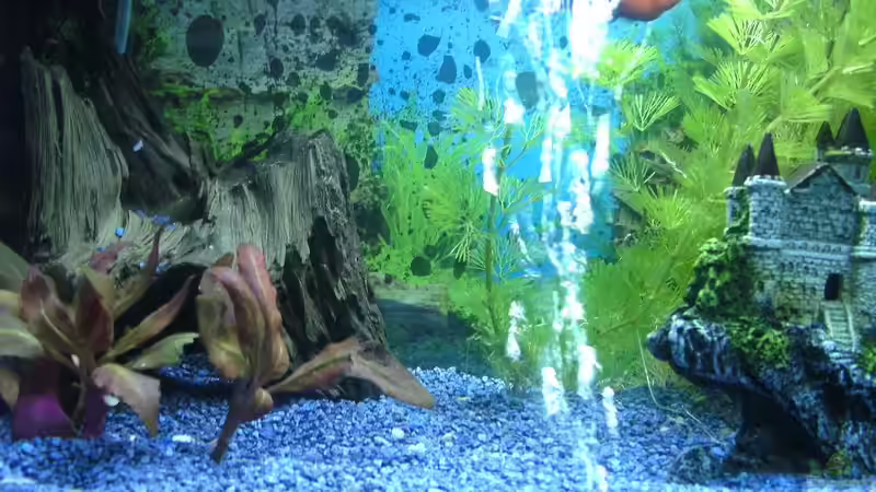 Aquarium Das Reich der Entspannung! von DaVeyD (12)