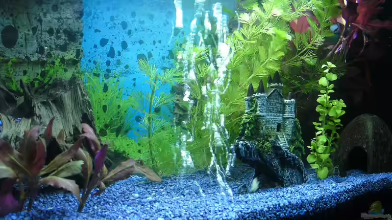 Aquarium Das Reich der Entspannung! von DaVeyD (13)