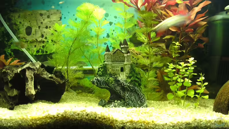 Aquarium Das Reich der Entspannung! von DaVeyD (3)