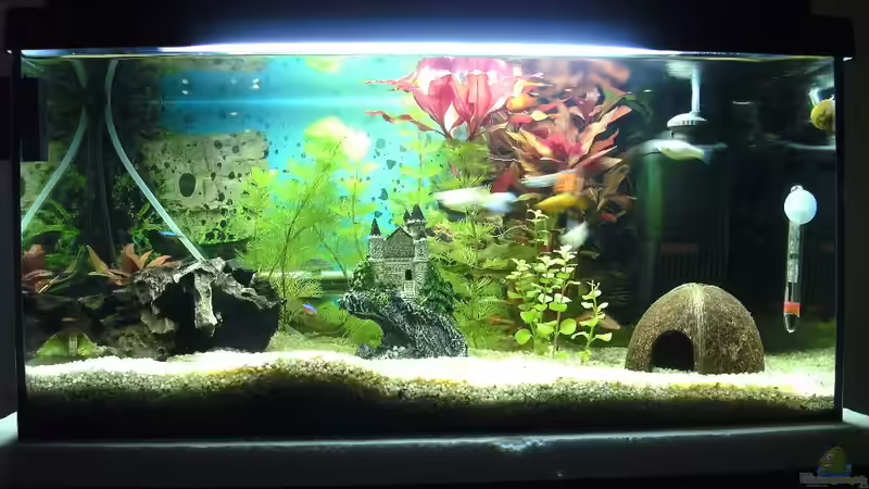 Aquarium Das Reich der Entspannung! von DaVeyD (4)