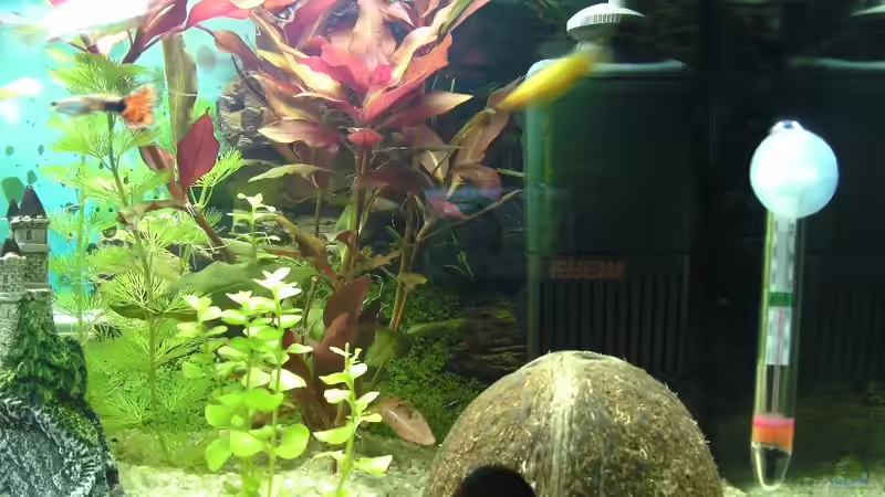 Aquarium Das Reich der Entspannung! von DaVeyD (5)