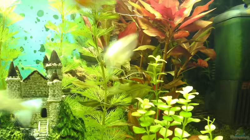 Aquarium Das Reich der Entspannung! von DaVeyD (7)