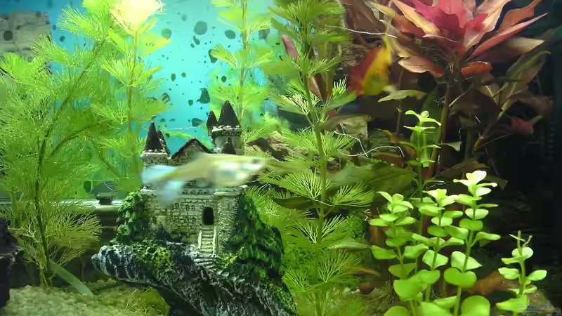 Aquarium Das Reich der Entspannung! von DaVeyD (8)