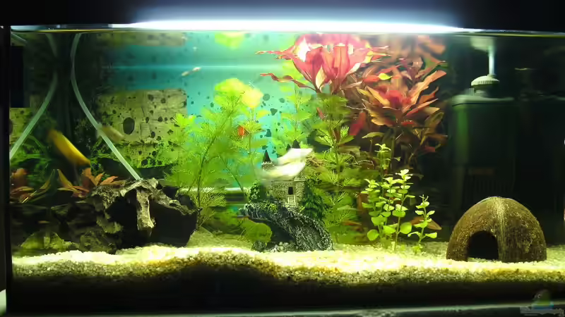 Aquarium Das Reich der Entspannung! von DaVeyD (9)