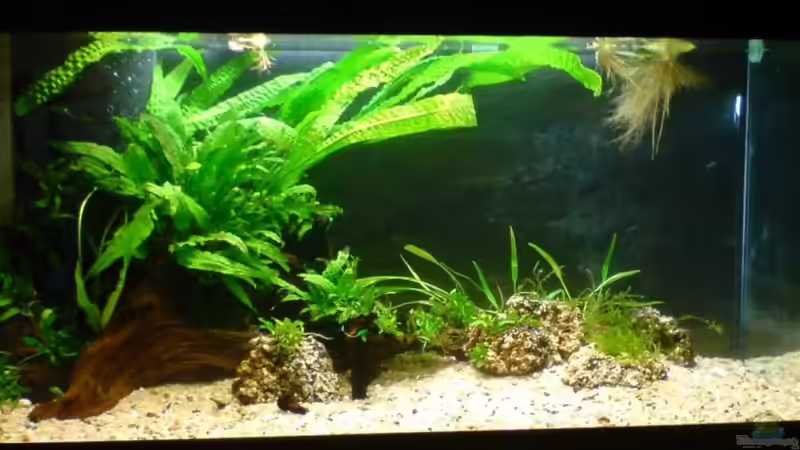 Aquarium Das Südostasienbecken von timme (10)