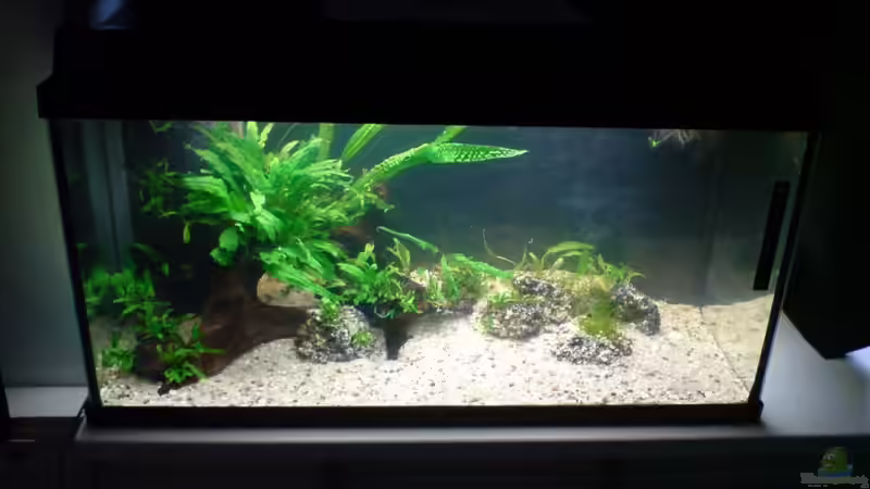 Aquarium Das Südostasienbecken von timme (8)