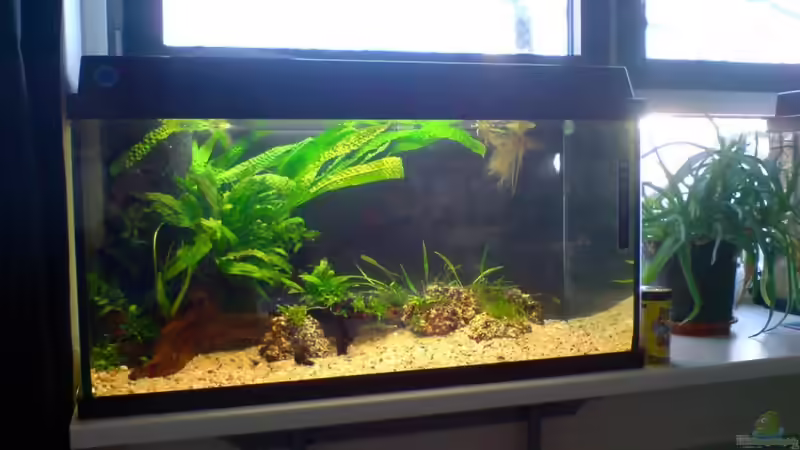 Aquarium Das Südostasienbecken von timme (9)