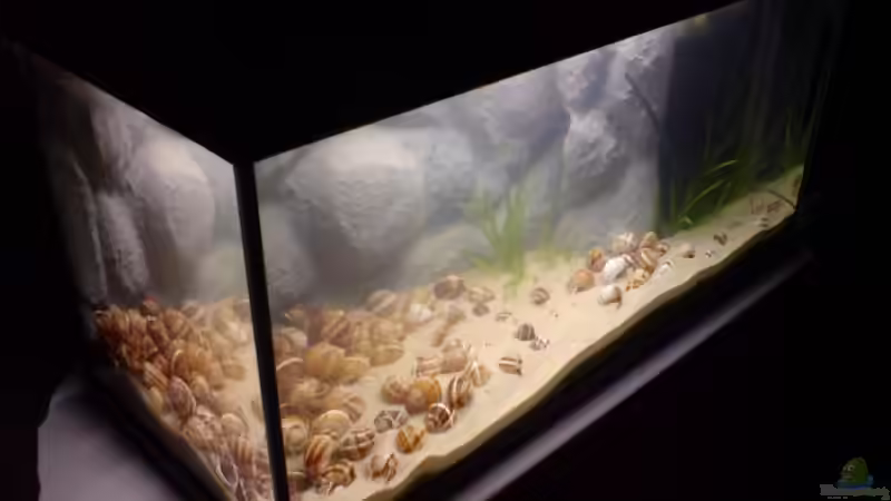 Aquarium Das Tanganjikabecken von timme (12)
