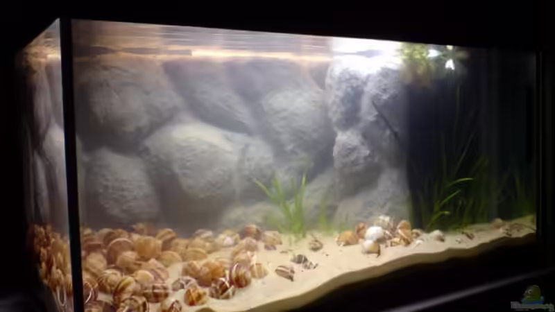 Aquarium Das Tanganjikabecken von timme (13)