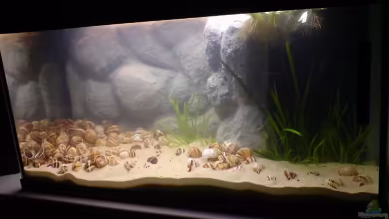 Aquarium Das Tanganjikabecken von timme (14)