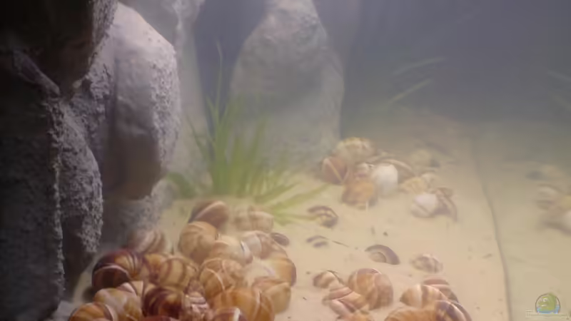 Aquarium Das Tanganjikabecken von timme (15)