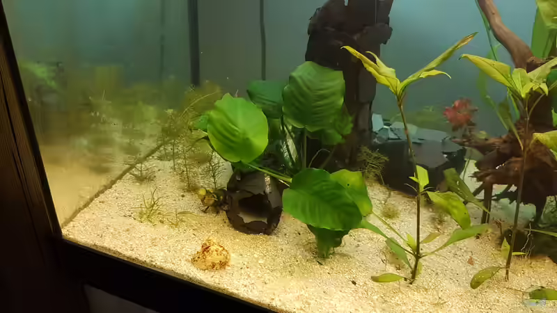 Aquarium Das zuunkreativfüreinenNamen-Becken von Timo23 (2)