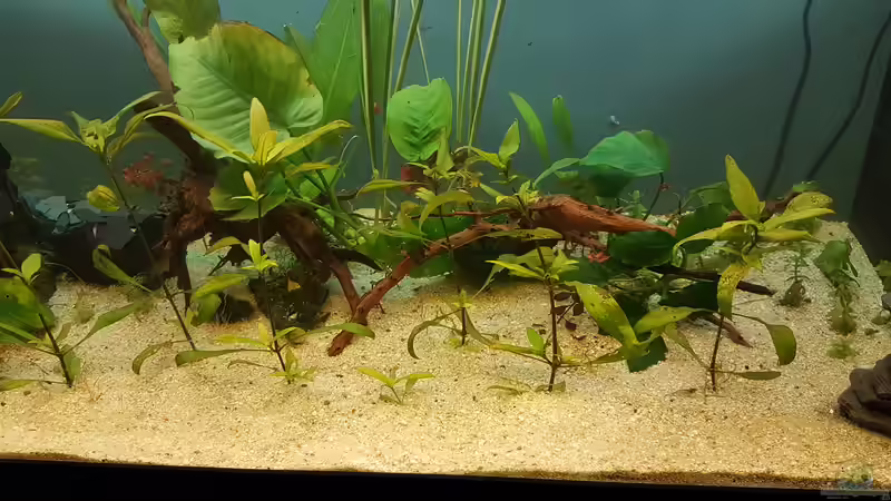 Aquarium Das zuunkreativfüreinenNamen-Becken von Timo23 (4)