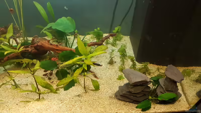 Aquarium Das zuunkreativfüreinenNamen-Becken von Timo23 (5)