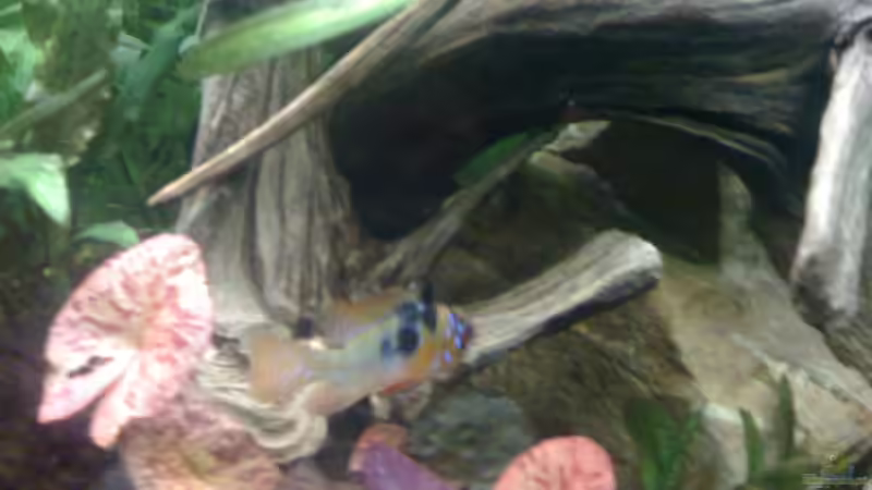 Aquarium Deep Amazonas von Björn Berg (3)