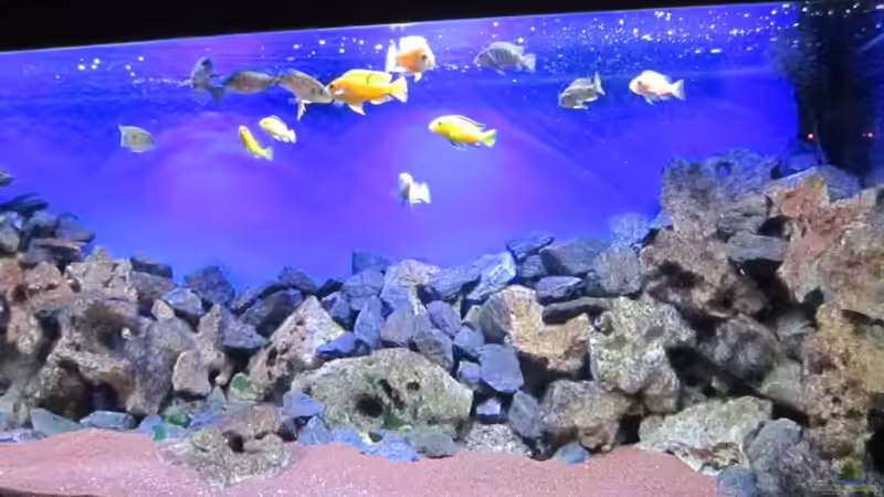 Aquarium Deep blue Malawi von Malawi-Dude (2)