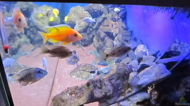 Aquarium Deep blue Malawi von Malawi-Dude (7)