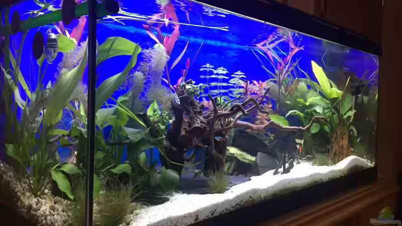 Aquarium Deep Blue Sea von .Andreas. (10)