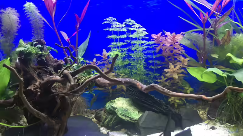 Aquarium Deep Blue Sea von .Andreas. (9)