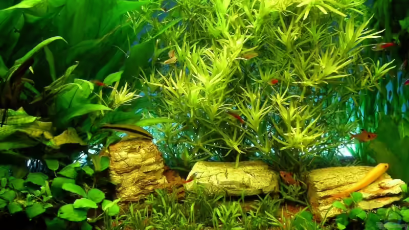 Aquarium Deep Blue von Andres (3)