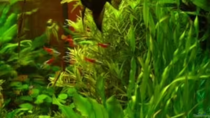 Aquarium Deep Blue von Andres (4)