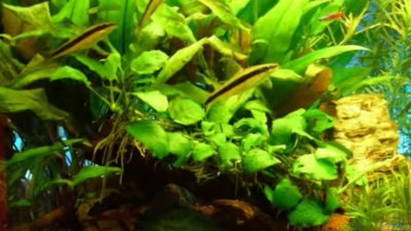 Aquarium Deep Blue von Andres (5)