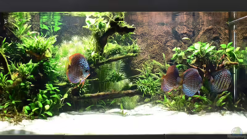 Aquarium Deko aus der Natur - Natürliche Gestaltung für ein authentisches Unterwasserbiotop