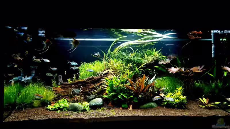 Aquarium Deko aus der Natur - Natürliche Gestaltung für ein authentisches Unterwasserbiotop