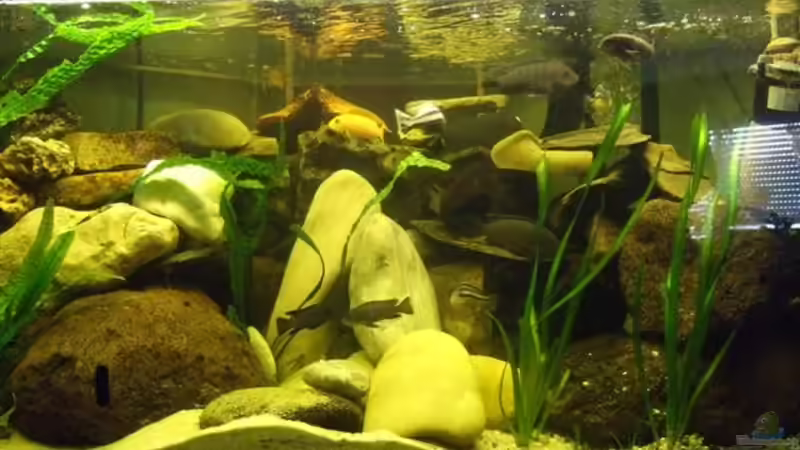 Aquarium Delta 6 Eck Juwel Becken  330 Liter von Esslinger (2)