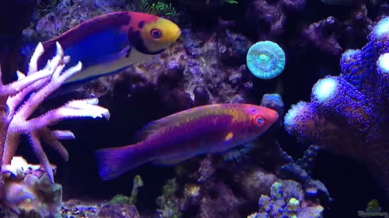 Aquarium Delta-Becken von Andreas Stiller (10)