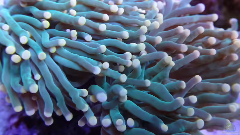 Aquarium Delta-Becken von Andreas Stiller (12)