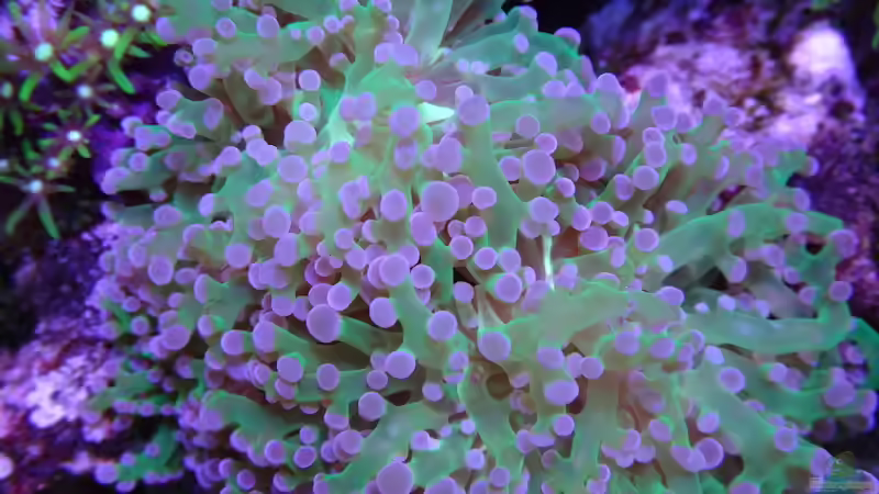 Aquarium Delta-Becken von Andreas Stiller (7)