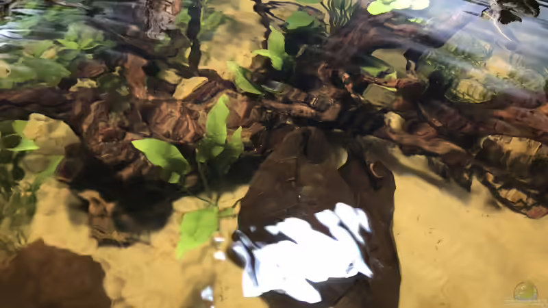 Aquarium Delta Eck Südamerika (Aufgelöst) von BlueWave (3)