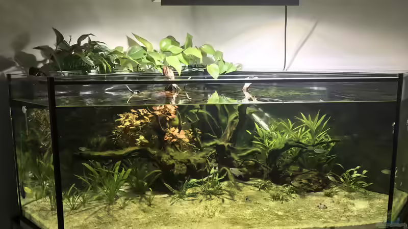 Aquarium Delta Eck Südamerika (Aufgelöst) von BlueWave (4)