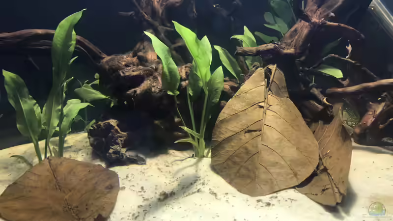 Aquarium Delta Eck Südamerika (Aufgelöst) von BlueWave (5)