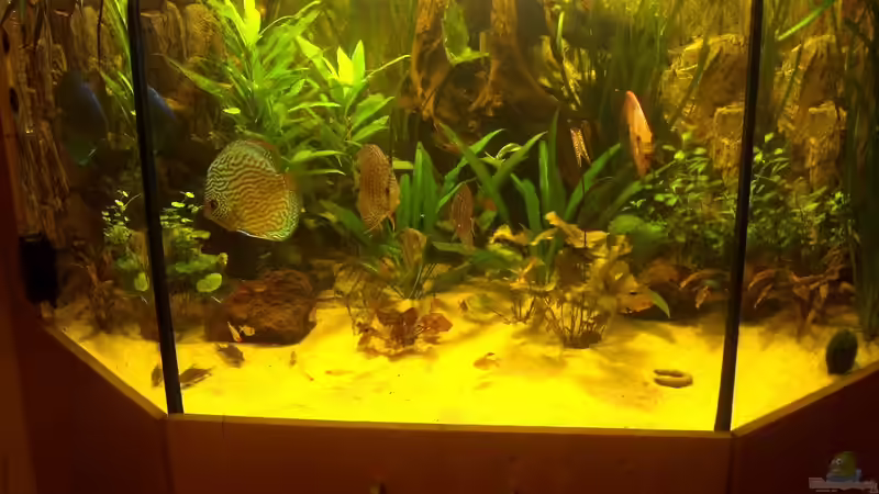 Aquarium Delta von Pigeon (4)