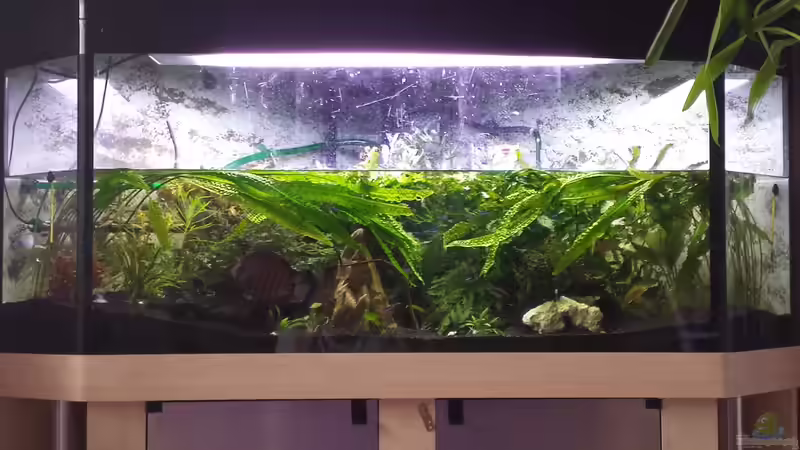 Aquarium Deltabecken von genau so (2)