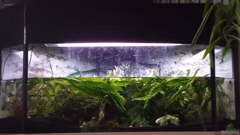 Aquarium Deltabecken von genau so (3)