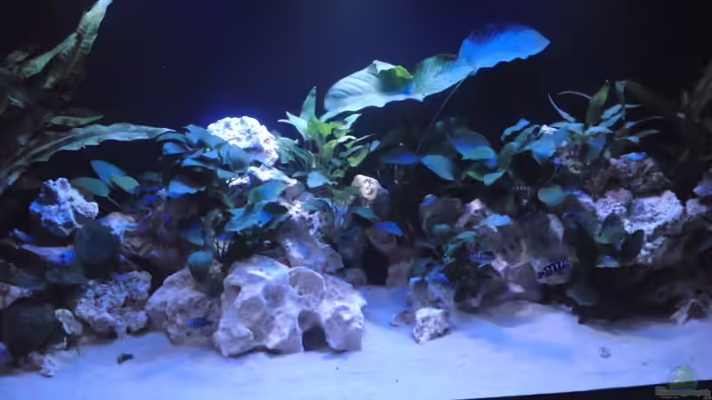 Aquarium Demasoni´s Paradise von Mr. Malawi (2)