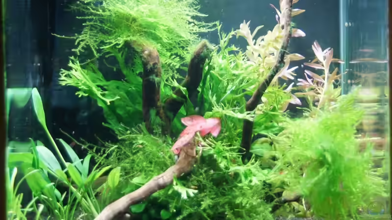 Aquarium Dennerle 20er von Leinad78 (2)