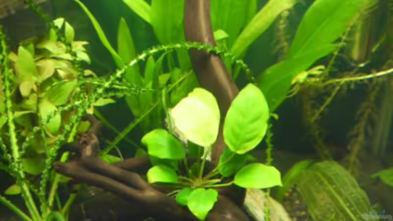 Aquarium Dennerle 30 (Nur noch als Beispiel) von Buschi (2)