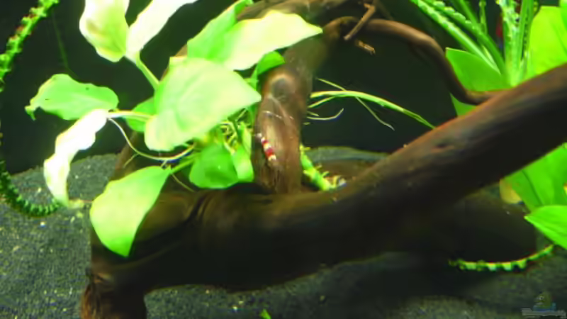 Aquarium Dennerle 30 (Nur noch als Beispiel) von Buschi (3)