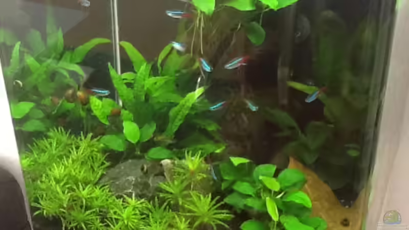 Aquarium Dennerle Cube von Fette Kobra (2)